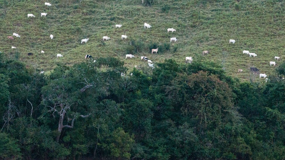 Vacas
