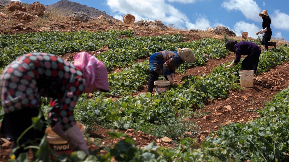 Bekaa Vadisi'nde salatalık toplayan tarım işçileri.