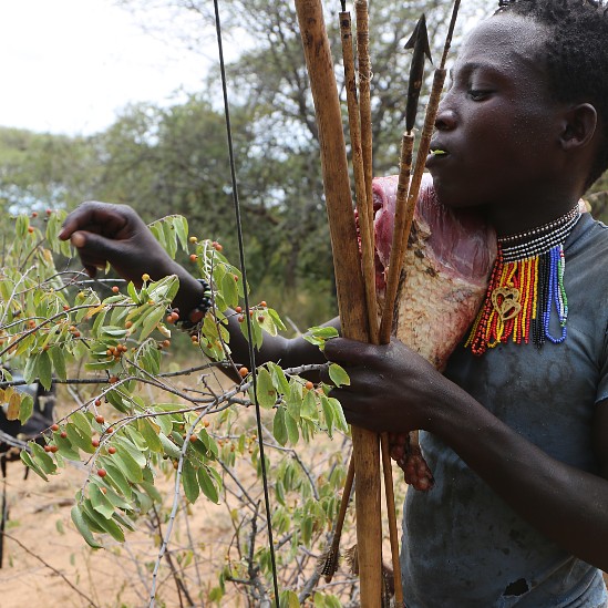 Un cazador Hadza en Tanzania recogiendo frutos silvestres con la carcasa de un animal en sus hombros
