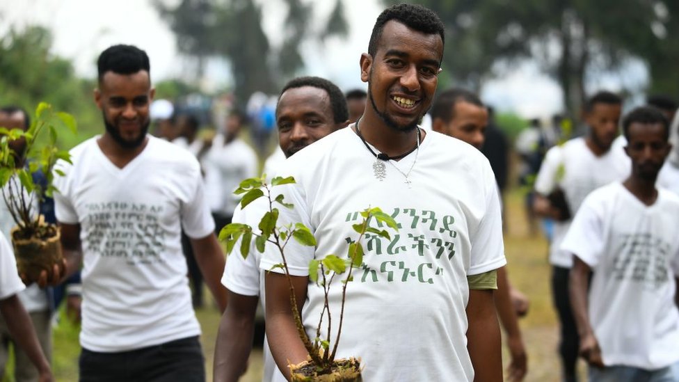 sadnja drveća u etiopiji
