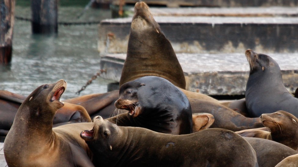 Sea Lion Attacks Swimmer In San Francisco Bay c News