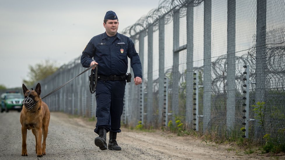Полицейский с собакой патрулирует пограничный забор на венгерско-сербской границе возле Рошке