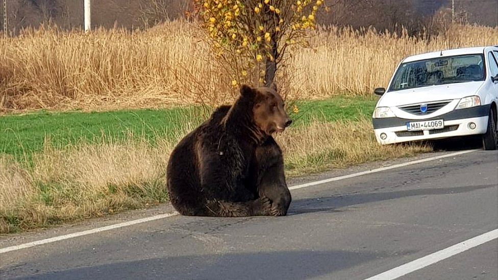 Медведь в дороге