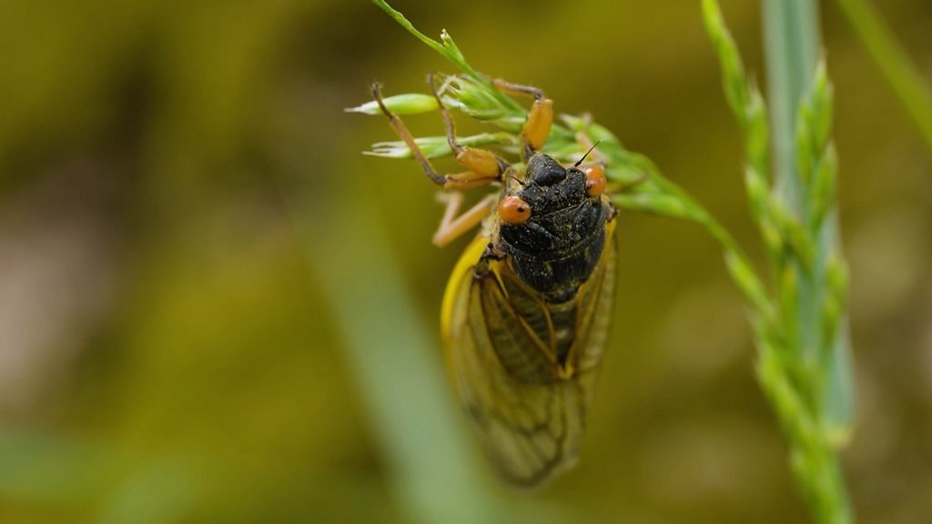 Cicadas: What to know about the 'remarkable' and noisy bugs