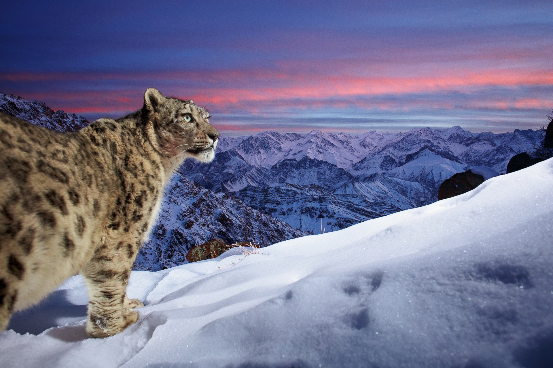 A snow leopard scans for prey across the jagged peaks of the Ladakh mountain range in India.