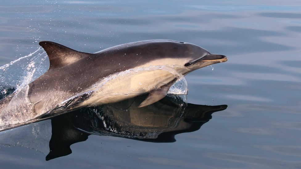 Дельфин обыкновенный