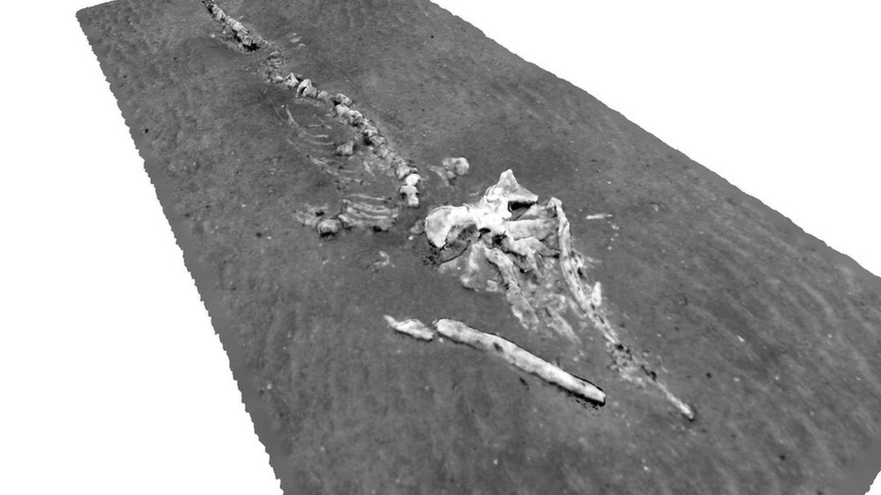 Трехмерная реконструкция скелета кита из Дарвинских курганов