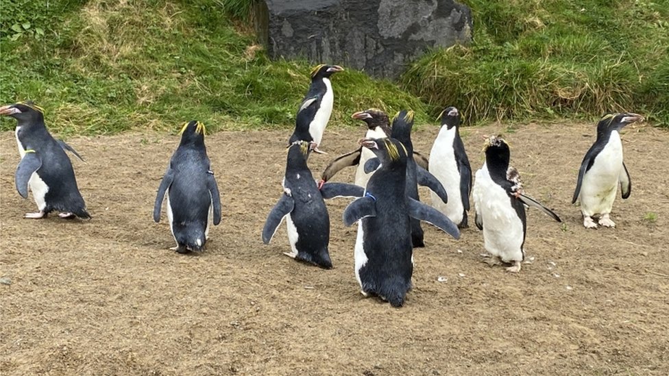 10 макаронных пингвинов