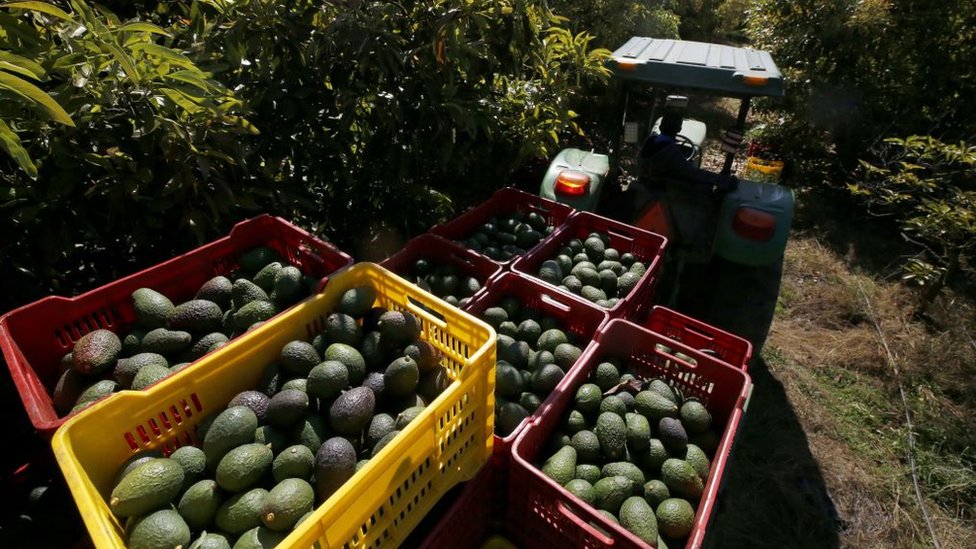 Cosecha de aguacates Hass en México.