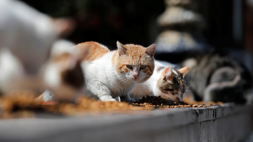 Pets in Middle East abandoned over coronavirus fears