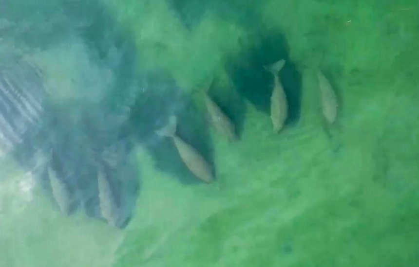 Национальный парк Хат Чао Май поймал на видео стадо дюгоней