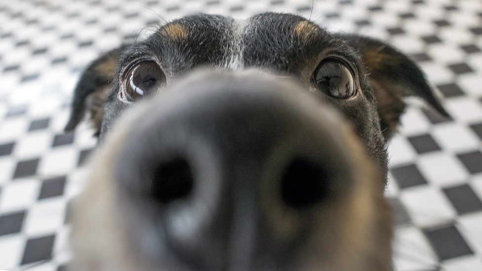 Primer plano de la nariz de un perro.