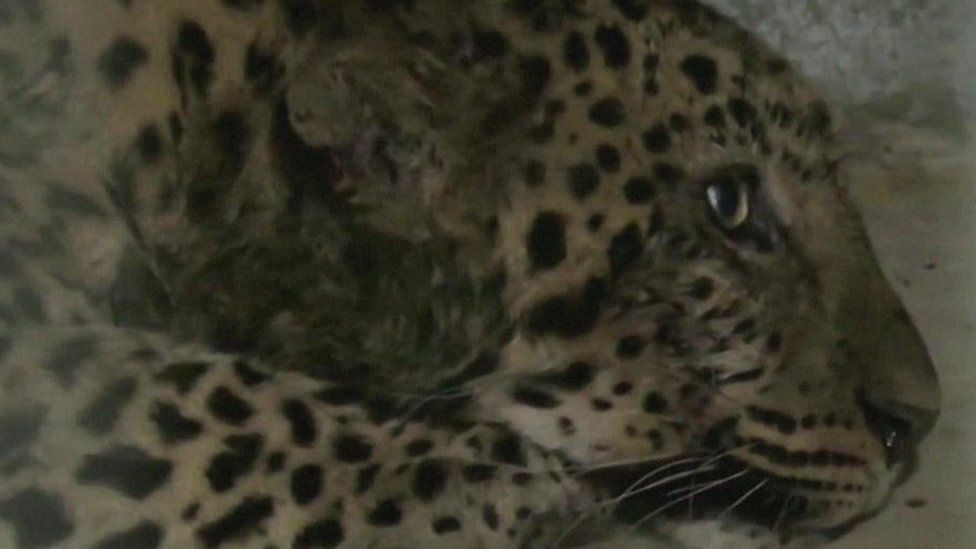 China Search For Leopard Missing More Than A Week Bbc News