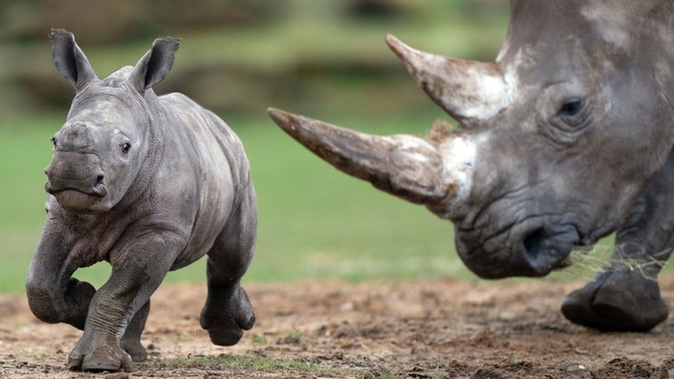 Africa Alive: Rhino calf seen exploring enclosure for first time - BBC News