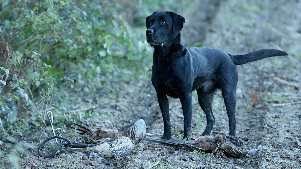 Стрелковая собака участника в бою в дни стрельбы по фазану и дикой утке на съемках петушиных стрельцов 6 декабря 2014 года в Ардингли