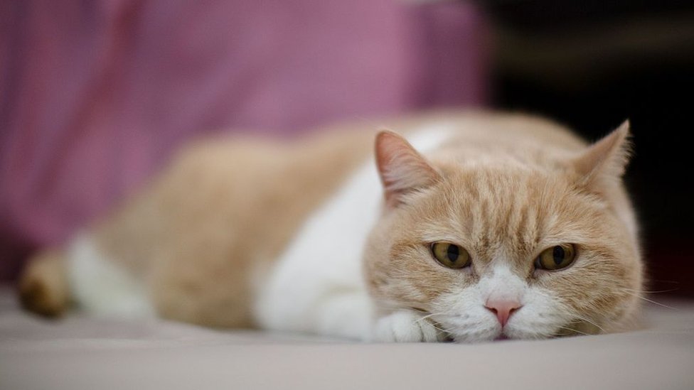 Коты
