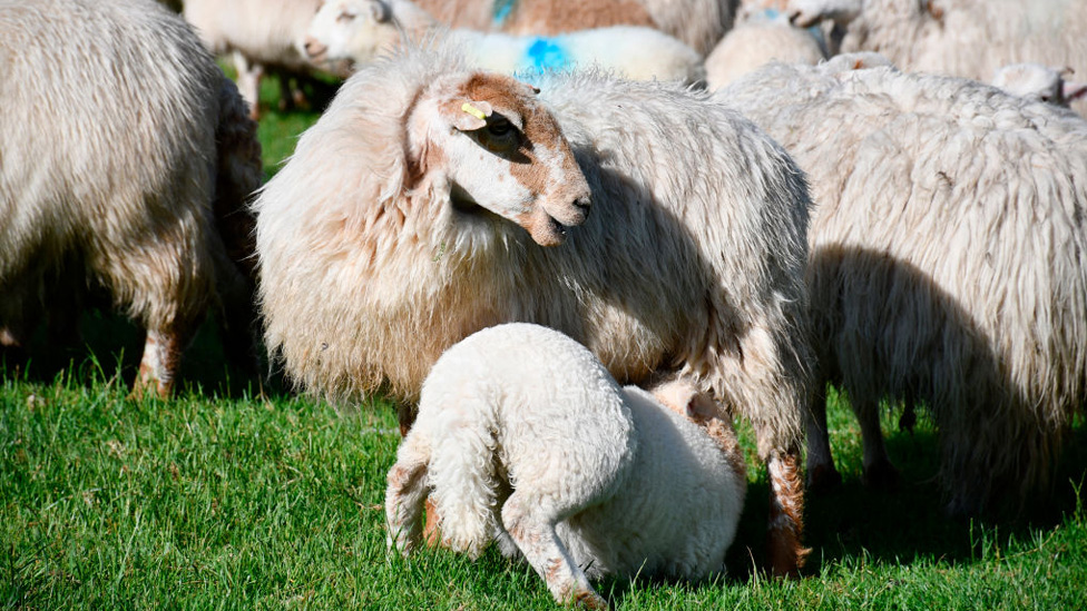 Овцы на ферме