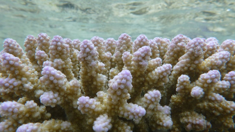 Ветви розоватого коралла
