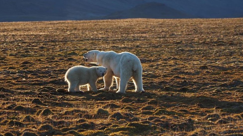 Мать погибшего белого медведя и ее детеныш