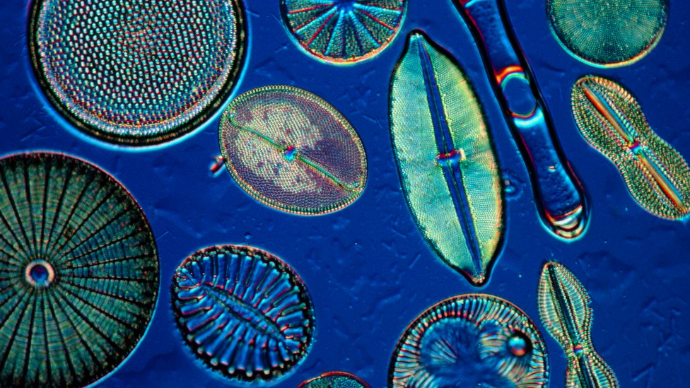 Diatomeas, un tipo de alga