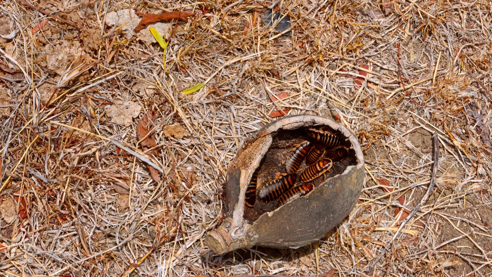 Baratas dentro de uma pedra