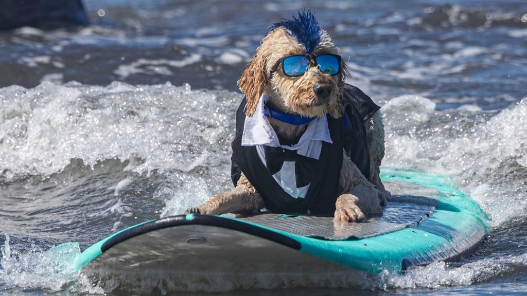 ICYMI: Surfing dogs and Spain's 'ugliest tomato' contest