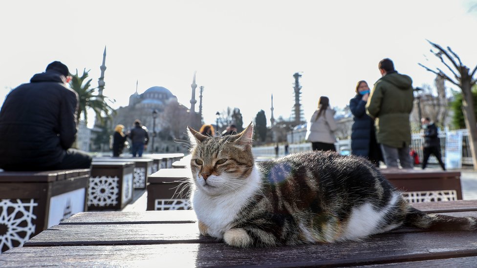 İstanbul'da kediler