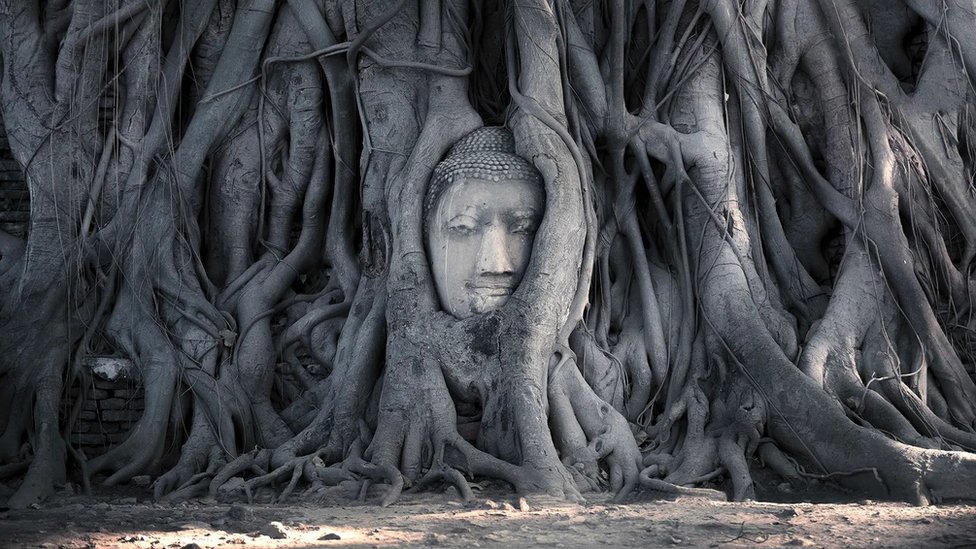Imagem religiosa esculpida entre raízes de grande árvore