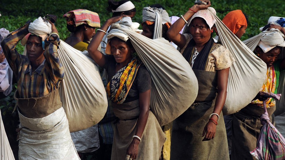 Чайные работницы держат на голове пакетики с сорванными листьями