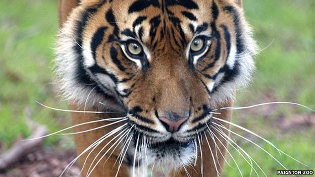 Суматранский тигр Тенанг. Фото: Зоопарк Пейнтона