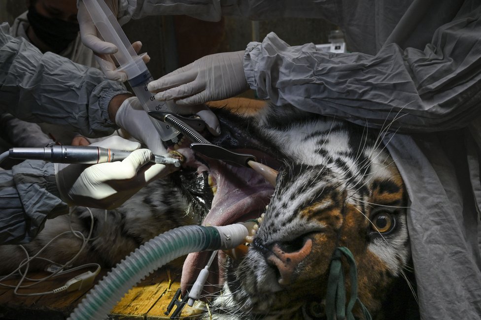 A large tiger is sedated as people perform dental surgery on it