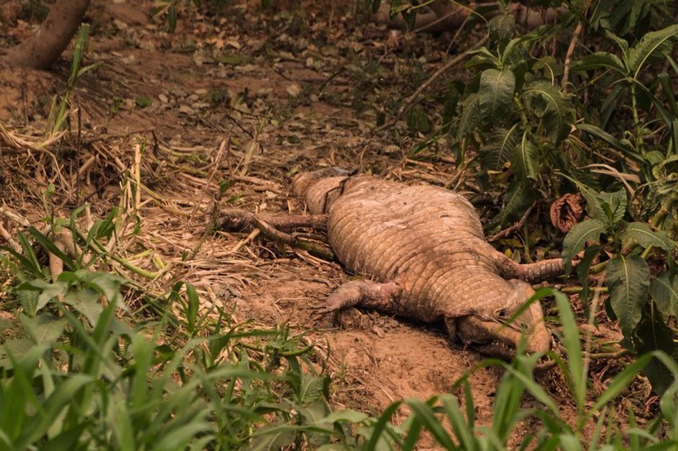 A caiman lies dead on the forest floor