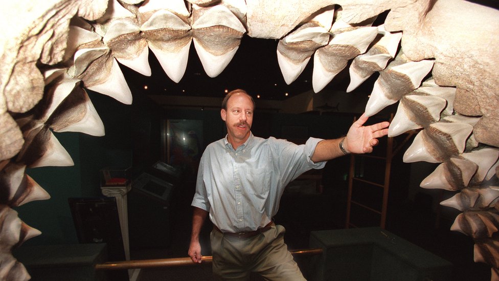 Megalodon teeth.