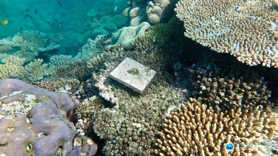 Плитка исследования, отслеживающая рост кораллов на Большом Барьерном рифе