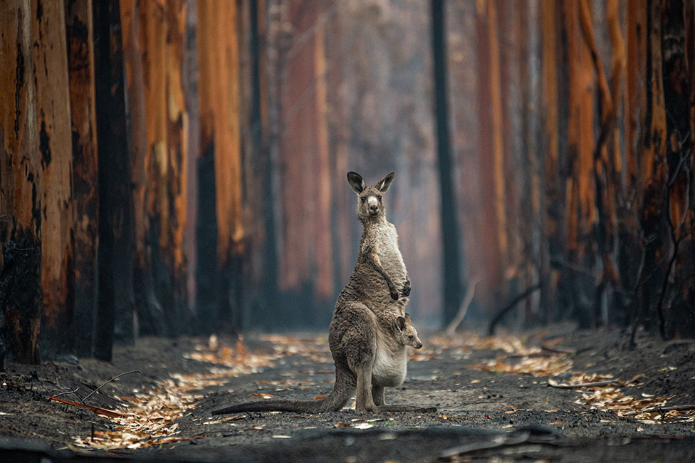 Kengur nosi mladunče u torbi i stoji među spaljenim drvećem u blizini Malakote, grada u australijskoj državi Viktorija