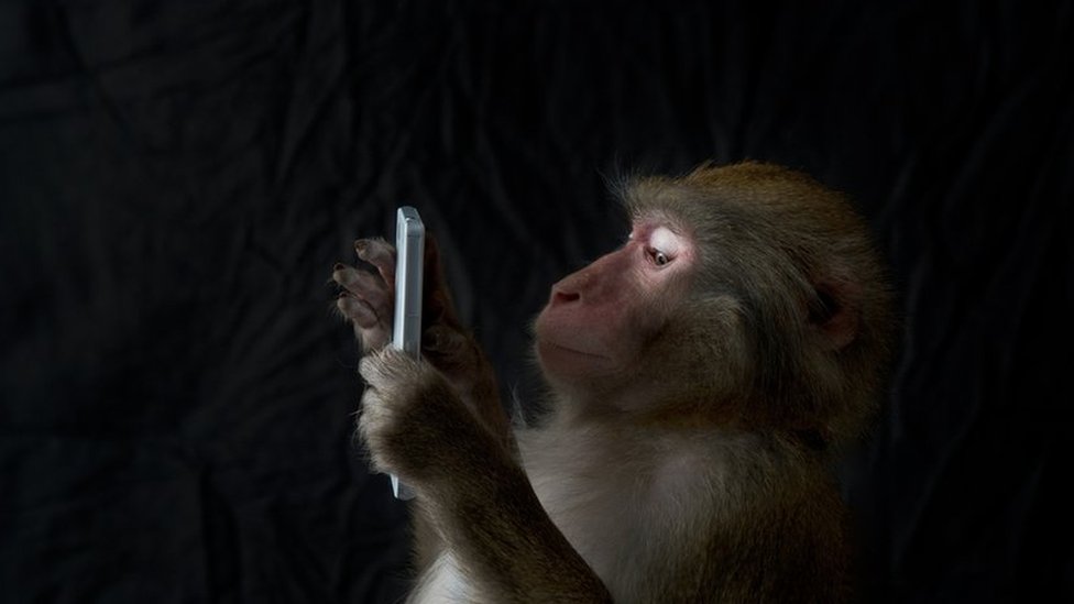 "Con el tiempo, creo que veremos una convergencia entre la inteligencia biológica y la digital", asegura Musk. mono japonés usando un smartphone