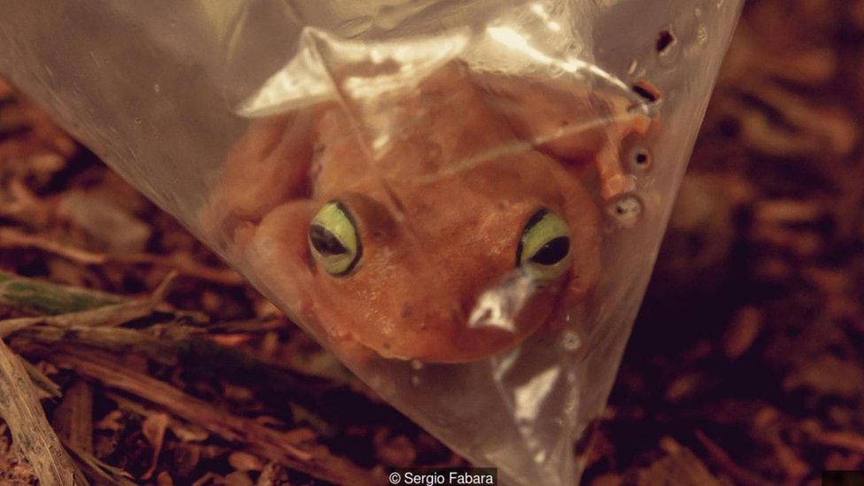 Una rana en una bolsa