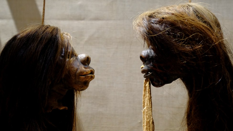 Shrunken heads on display