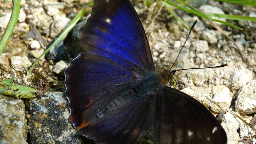 Cry ”Purple Emperor”pulau Lingga【KN】 _102783265_purple_butterfly.jpg