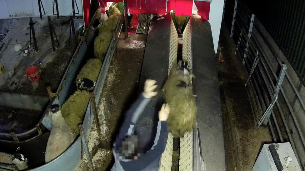 Food Standards Agency probe Burnley slaughterhouse over abuse claims