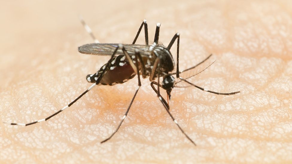 Mosquito Aedes.