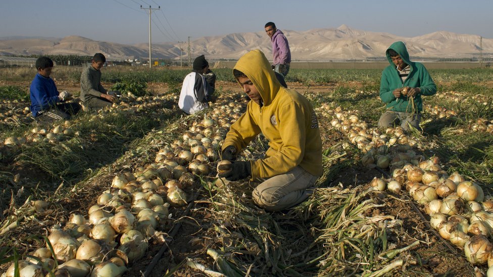 Палестинские фермеры работают на луковом поле в долине реки Иордан 8 января 2014 года.