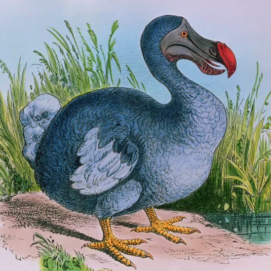 Ilustración de un dodo