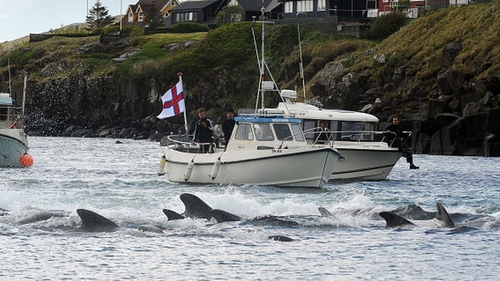 Fishermen on a boat drive pilot whales towards the shore during a hunt on May 29, 2019 in Torshavn, Faroe Islands