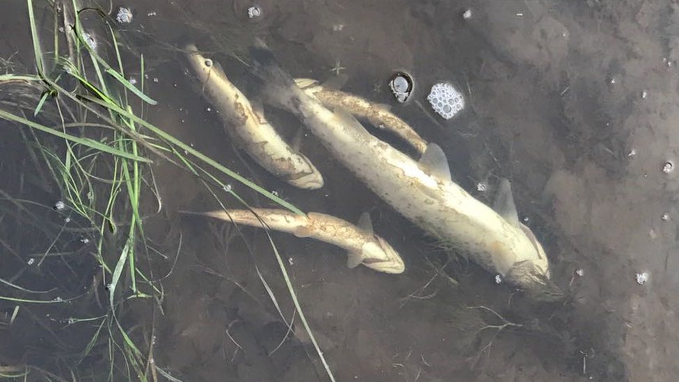 В реке можно увидеть мертвую рыбу