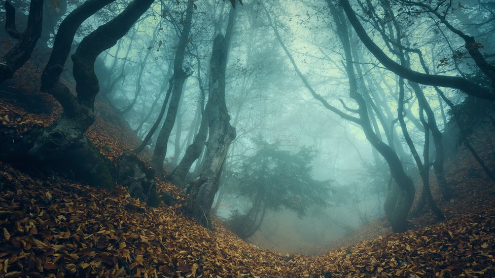 Misteriozna šuma u magli