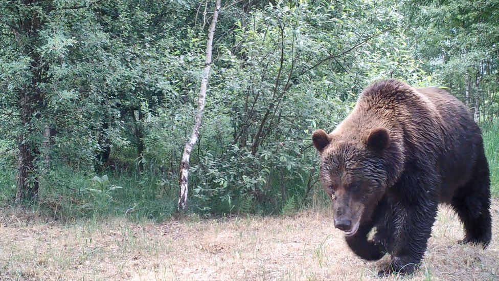 Чернобыль Фотографии Животных – Telegraph