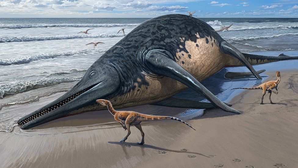 Enormous ancient sea reptile identified from amateur fossil find
