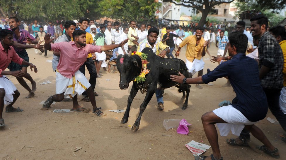 Бык прорывается сквозь толпу индийских участников и прохожих во время Джалликатту, ежегодного ритуала боя быков, на окраине Мадурая 15 января 2017 г.