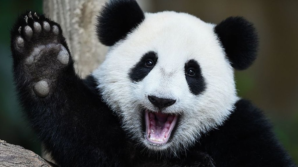 Scientists discover why giant pandas are black and white - BBC Newsround